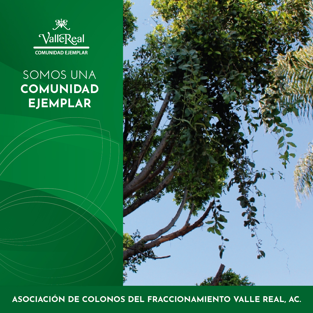 REALIZA PODAS SANITARIAS CONTRA EL MUÉRDAGO